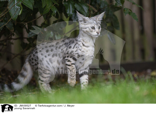 junge Savannah-Katze / young Savannah / JM-09527