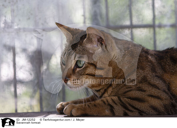 Savannah Kater / Savannah tomcat / JM-12252