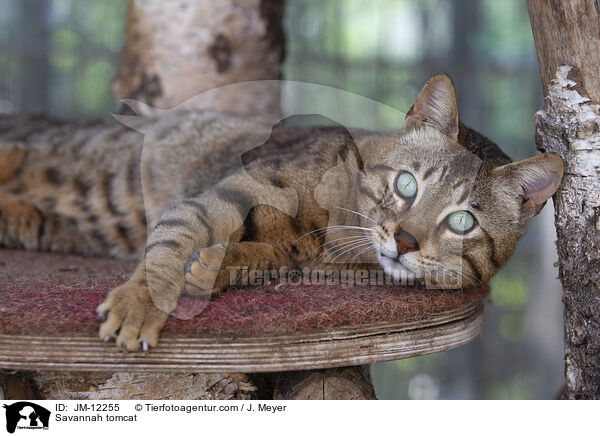 Savannah Kater / Savannah tomcat / JM-12255