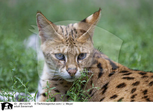 adult Savannah / JM-12278