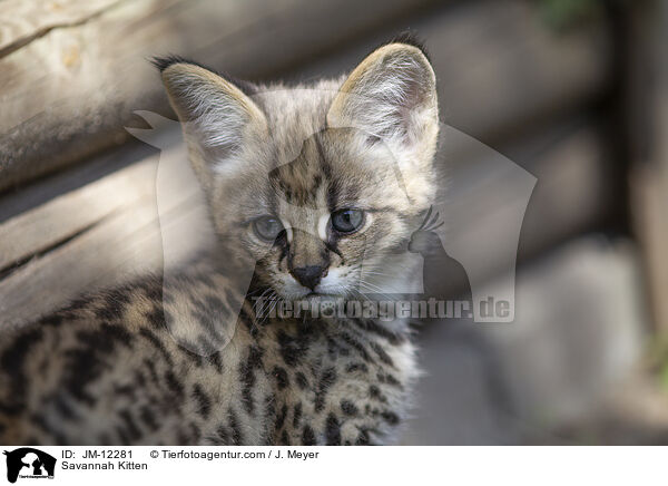 Savannah Ktzchen / Savannah Kitten / JM-12281