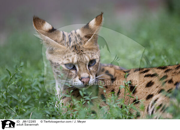 adult Savannah / JM-12285