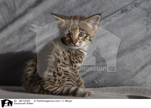 Savannah Kitten / JM-12300