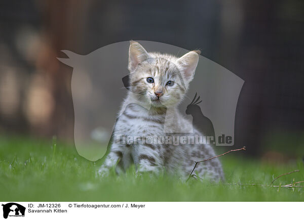 Savannah Ktzchen / Savannah Kitten / JM-12326