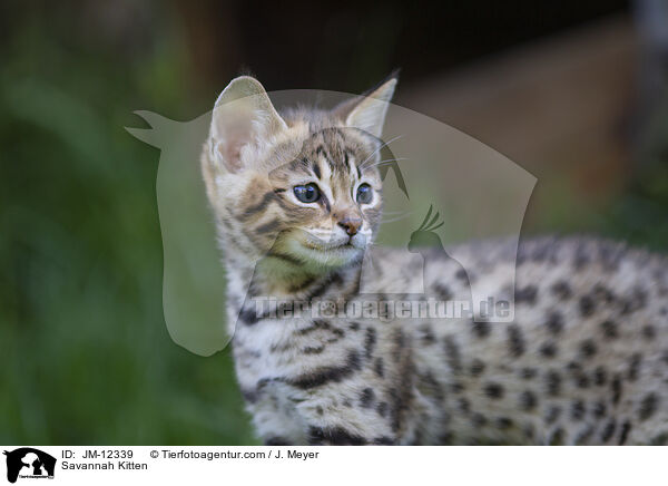 Savannah Kitten / JM-12339