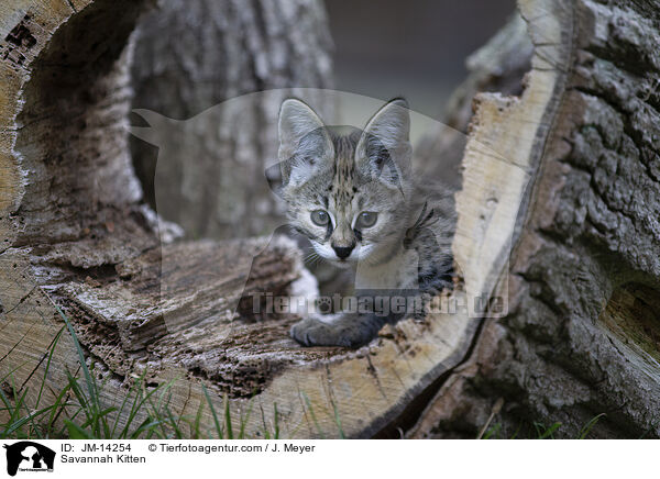 Savannah Kitten / JM-14254