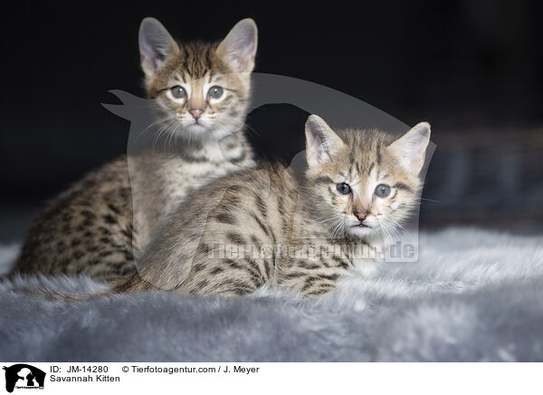 Savannah K�tzchen / Savannah Kitten / JM-14280