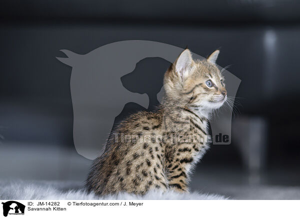 Savannah K�tzchen / Savannah Kitten / JM-14282