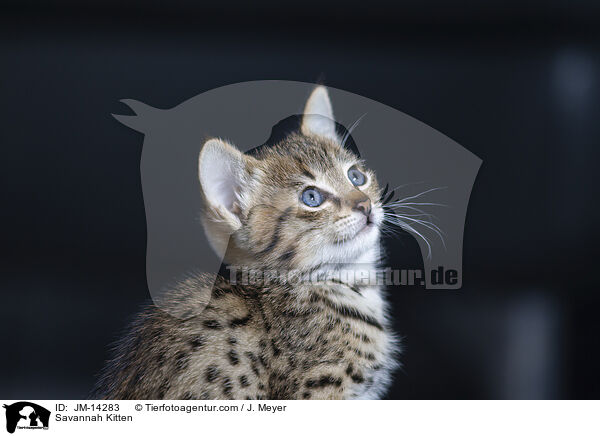 Savannah Kitten / JM-14283