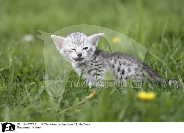 Savannah Ktzchen / Savannah Kitten / JH-27788