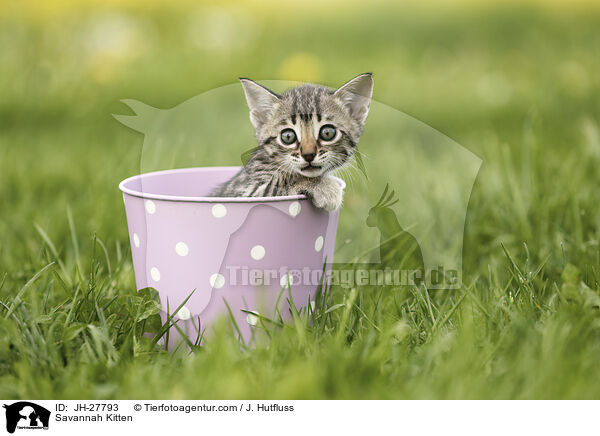 Savannah Ktzchen / Savannah Kitten / JH-27793