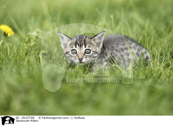 Savannah Kitten / JH-27799