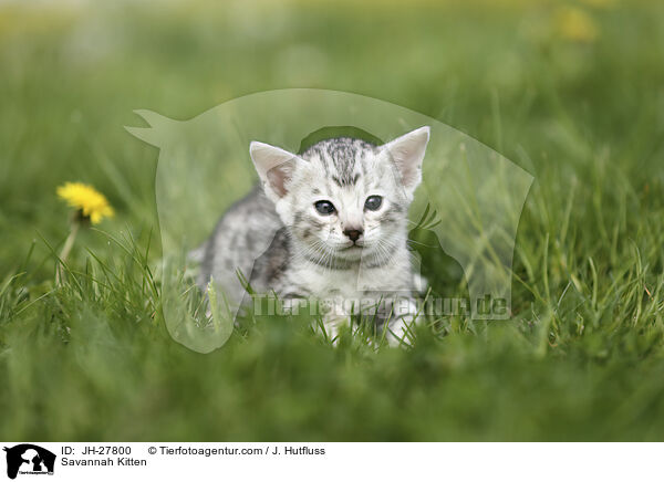 Savannah Kitten / JH-27800