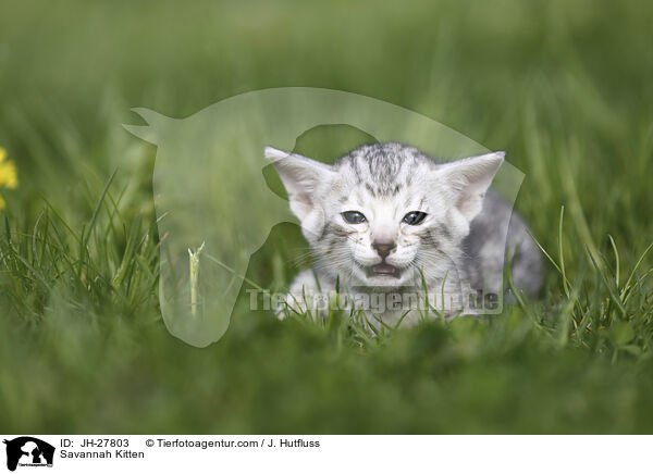 Savannah Kitten / JH-27803