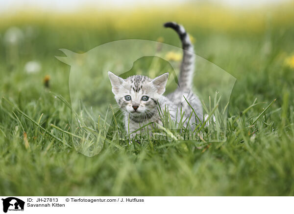 Savannah Ktzchen / Savannah Kitten / JH-27813