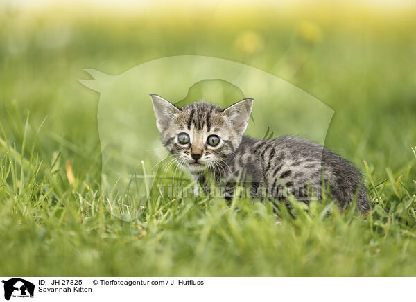 Savannah Kitten / JH-27825