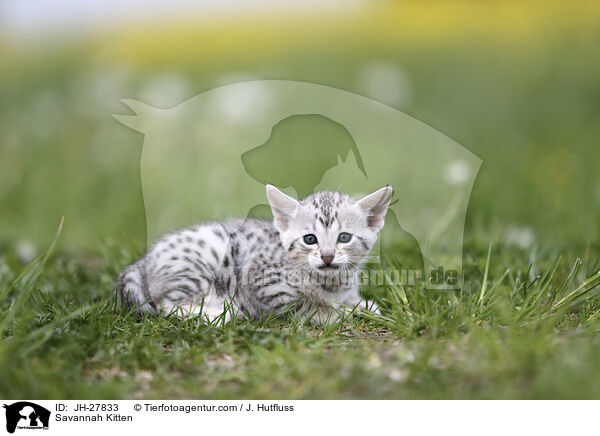 Savannah Kitten / JH-27833