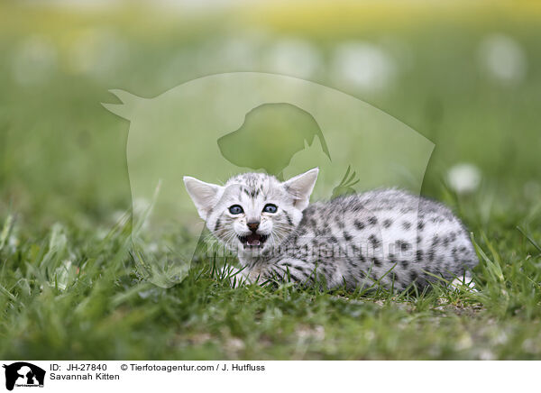 Savannah Ktzchen / Savannah Kitten / JH-27840