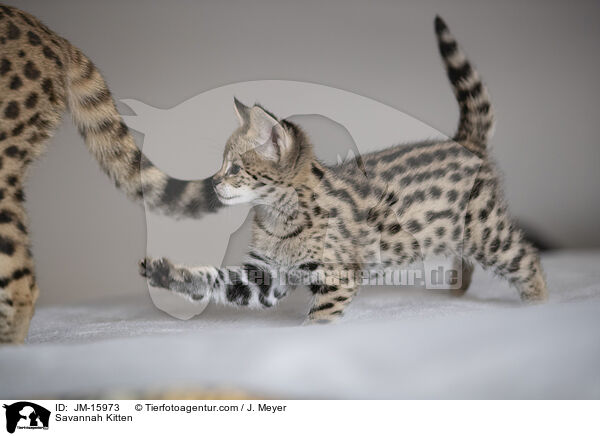 Savannah Ktzchen / Savannah Kitten / JM-15973