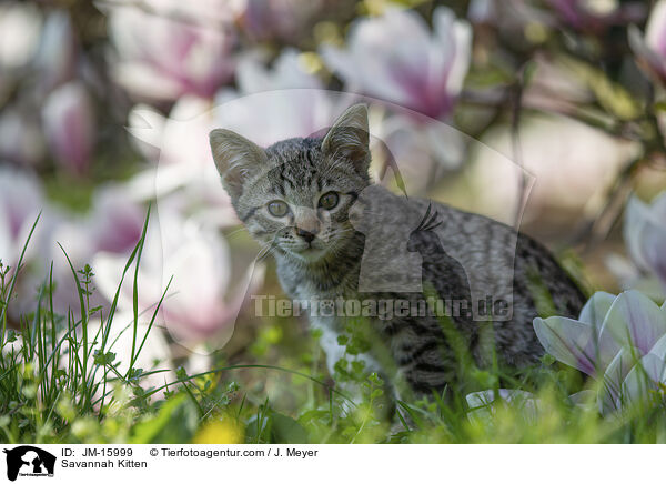 Savannah Kitten / JM-15999