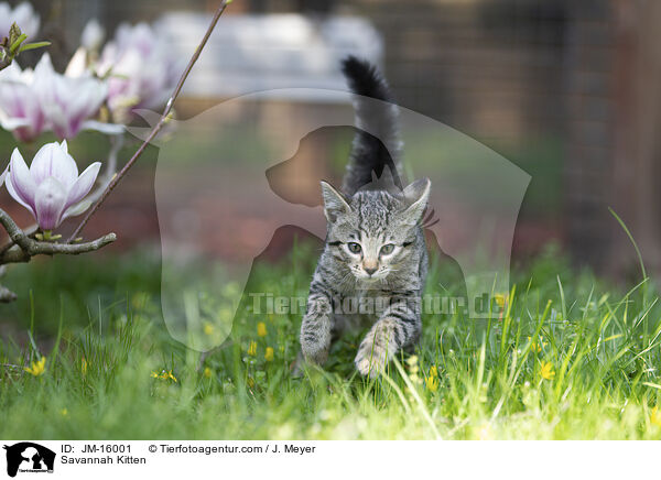 Savannah Ktzchen / Savannah Kitten / JM-16001