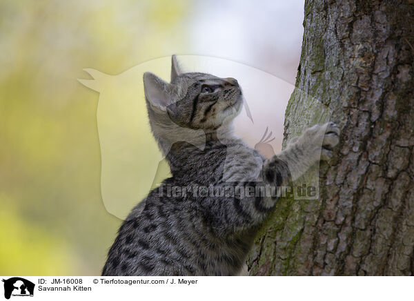 Savannah Ktzchen / Savannah Kitten / JM-16008