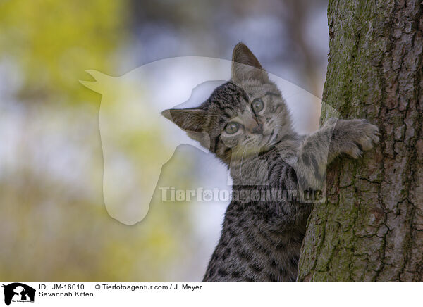 Savannah K�tzchen / Savannah Kitten / JM-16010