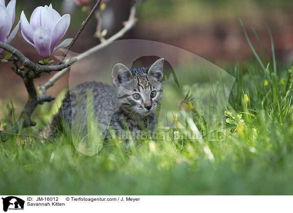 Savannah Kitten / JM-16012