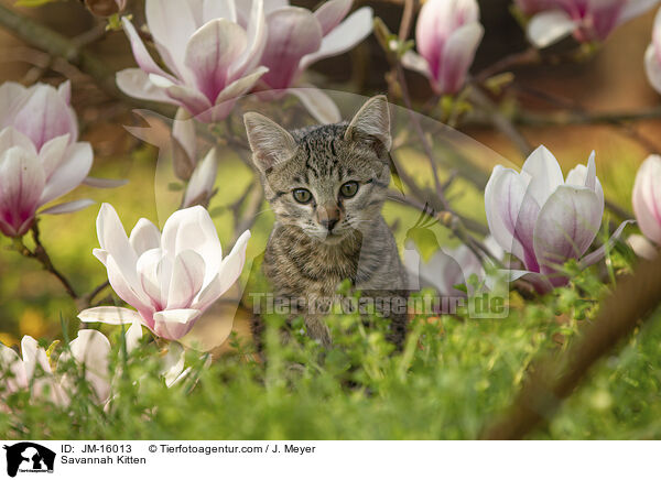 Savannah Kitten / JM-16013