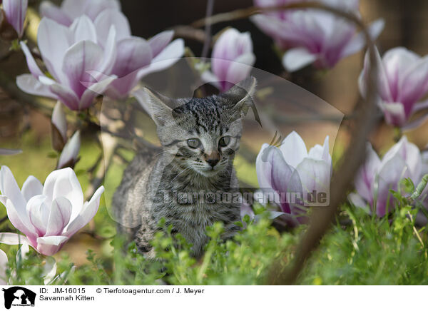 Savannah Kitten / JM-16015