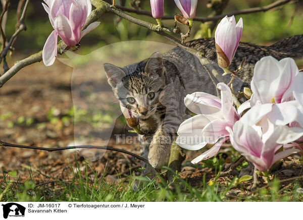 Savannah Ktzchen / Savannah Kitten / JM-16017