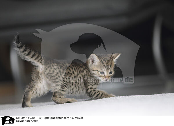 Savannah Kitten / JM-16020