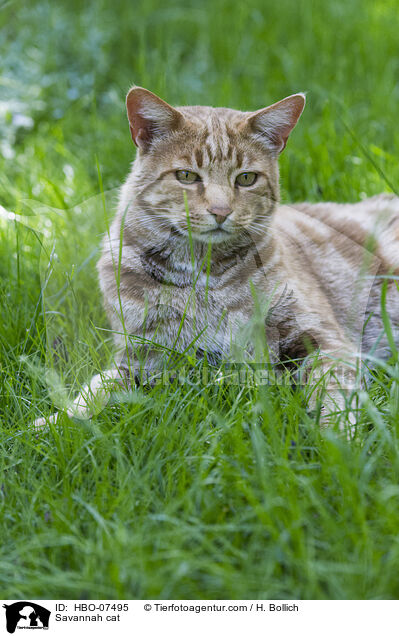 Savannah Katze / Savannah cat / HBO-07495