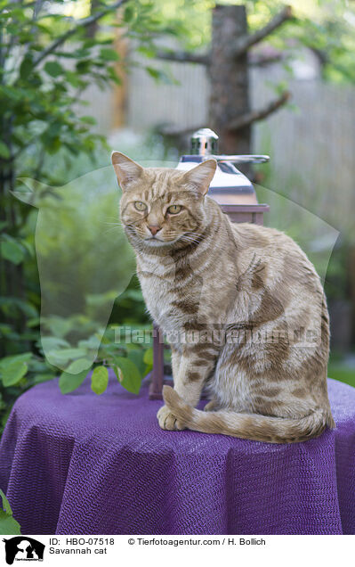 Savannah Katze / Savannah cat / HBO-07518