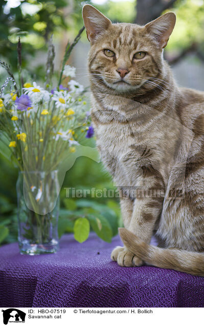 Savannah Katze / Savannah cat / HBO-07519