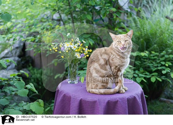 Savannah Katze / Savannah cat / HBO-07520