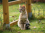 Savannah in garden