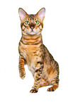 Savannah tomcat