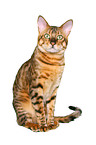 Savannah tomcat