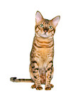 Savannah tomcat