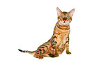 Savannah tomcat