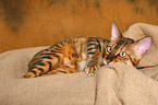 lying Savannah tomcat