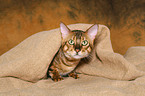 lying Savannah tomcat