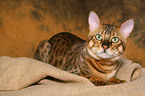 lying Savannah tomcat