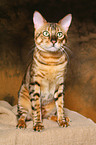 sitting Savannah tomcat