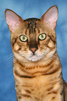 Savannah tomcat Portrait