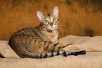 lying Savannah she-cat