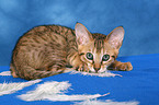 Savannah kitten with feathers