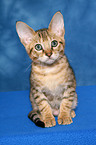 sitting Savannah kitten