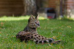 lying Savannah